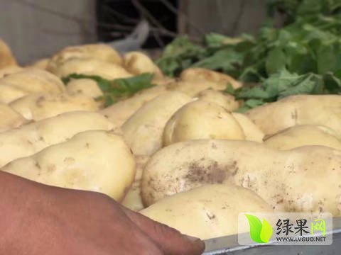 2017年河南通许荷兰十五价格