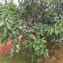 2017富川我地的特早柑橘现已大量包园中