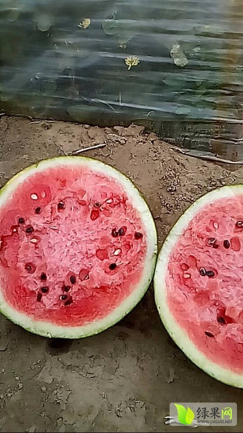 地雷瓜价格