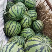 山东省菏泽市牡丹区黄堽镇前集村京欣