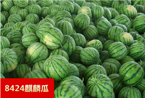黑美人价格