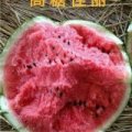 商丘市睢阳区李口万亩早熟西瓜