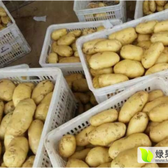 山东平邑荷兰土豆大量上市，质优价廉，货源充