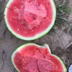 2017蒲城西瓜现在订货 产品远销全国各地