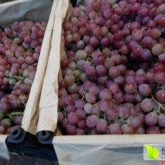 广西贵港市场 红提代销