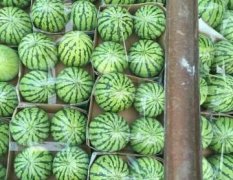 石湖西瓜已有20年的种植历史