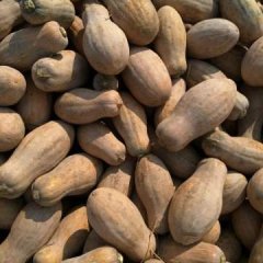 嘉鱼南瓜名扬天下潘家邓自发诚信合作