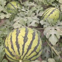 河北安新原苗种植口感酥软，甜的没话说