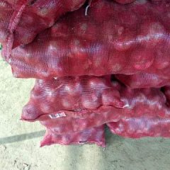 2017年红皮洋葱已经开始上市