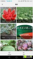 滨州市惠民县李庄所产西瓜个大色艳