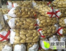 惠民土豆生长的土豆颜色泛黄表皮光滑