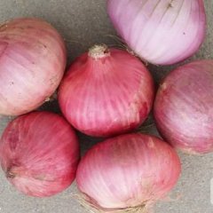惠民洋葱 当地种植圆葱历史悠久经验丰富