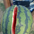 蒲城西瓜 位于渭清路边，交通便利