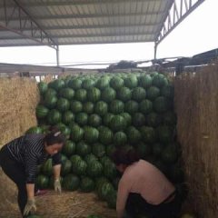 河北饶阳京欣西瓜果型好，货源充足