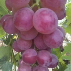 清苑区京亚葡萄巨峰葡萄，夏黑，维多利亚葡萄