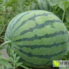 陕西大荔京欣西瓜火热上市