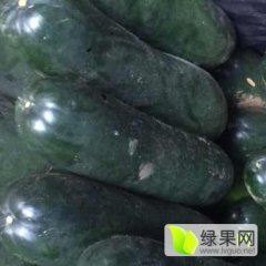 郯城红花岳文章6月子弹头黑皮冬瓜