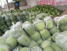 2017莘县冬瓜价格低。还有丝瓜。豆角