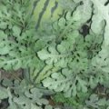 惠民西瓜大瓜，中型瓜都有，大部分是双星