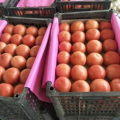 山东东昌府西红柿大量供应中，质优价廉