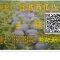 湖北·宜城西瓜、品质优良诚信合作