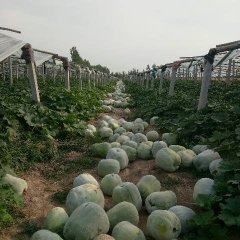 2017禹城冬瓜 种植户，大棚种植，瓜形好