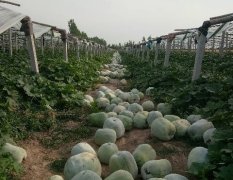 2017禹城冬瓜 种植户，大棚种植，瓜形好