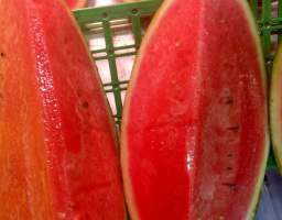 辽宁凌海地雷瓜，外地客户免费提供食宿