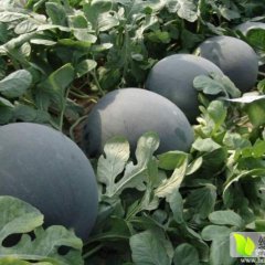 陕西渭南蒲城原任程小红6月黑皮无籽西瓜