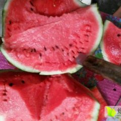 陕西大荔京欣西瓜、长花瓜、金城五等大量上市