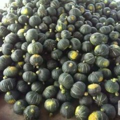 黑皮南瓜即将上市，大量供应南瓜