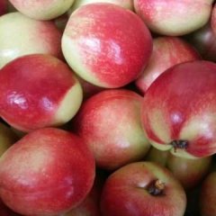 万亩油桃供应中-河南南阳