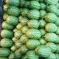 寒亭早春红玉西瓜 丰富的种植经验以及代收条件