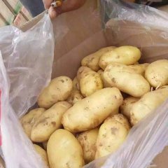 河南开封县荷兰十五土豆著名品种