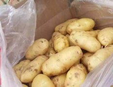 河南开封县荷兰十五土豆著名品种