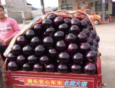 博爱天紫黑圆茄大量上市，该品种黑紫色亮
