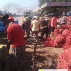 山东惠民李庄圆葱代办周经理