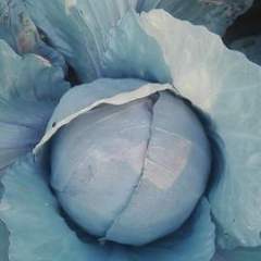 东台市福耘瓜果蔬菜专业合作社专业种植