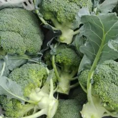 2015东台西兰花收购工作全面开展