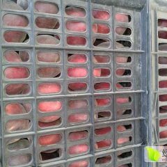 陕西油桃大量上市，毛桃产地批发