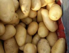 平度土豆 平度荷兰十五5月两更棚上市