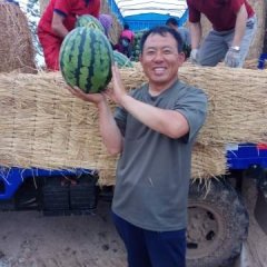 凌海西瓜京欣、地雷、双星等品种多样