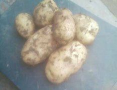 曲阜土豆 自家种植大量荷兰十三土豆