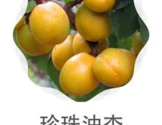 新泰前孤山村珍珠油杏杏子 缤纷六月 震撼上市