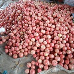 山东东昌府硬粉西红柿欢迎合作