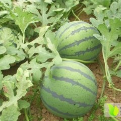 辽宁省凌海市大量西瓜、土豆6---8月上市