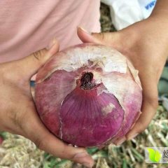 河南通许大量洋葱0.35元