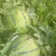 6月12日开始代收唐山玉田华欣西瓜