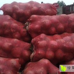 山东惠民红皮洋葱：李庄镇杨玉敬
