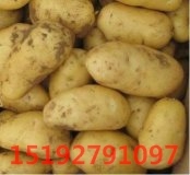 平度荷兰十五土豆六月下旬大量上市